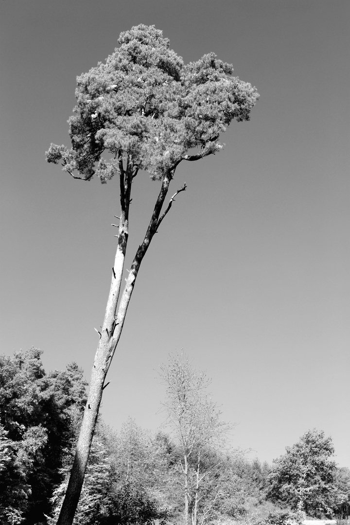 der riesen Broccoli