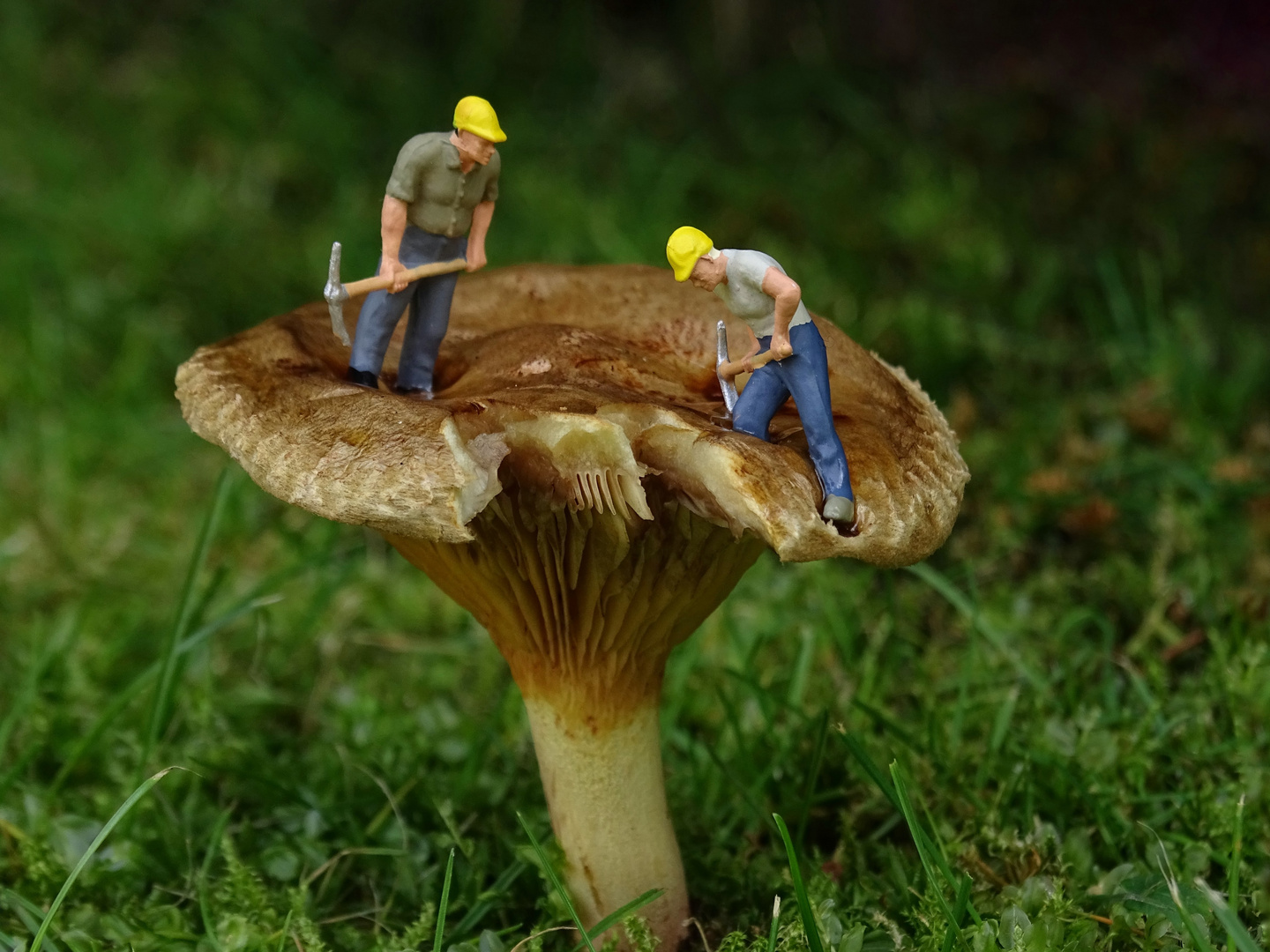 Der Riesen Pilz Foto & Bild fotos, natur, herbst Bilder auf Der Riesen Pilz Foto & Bild fotos, natur, herbst Bilder auf