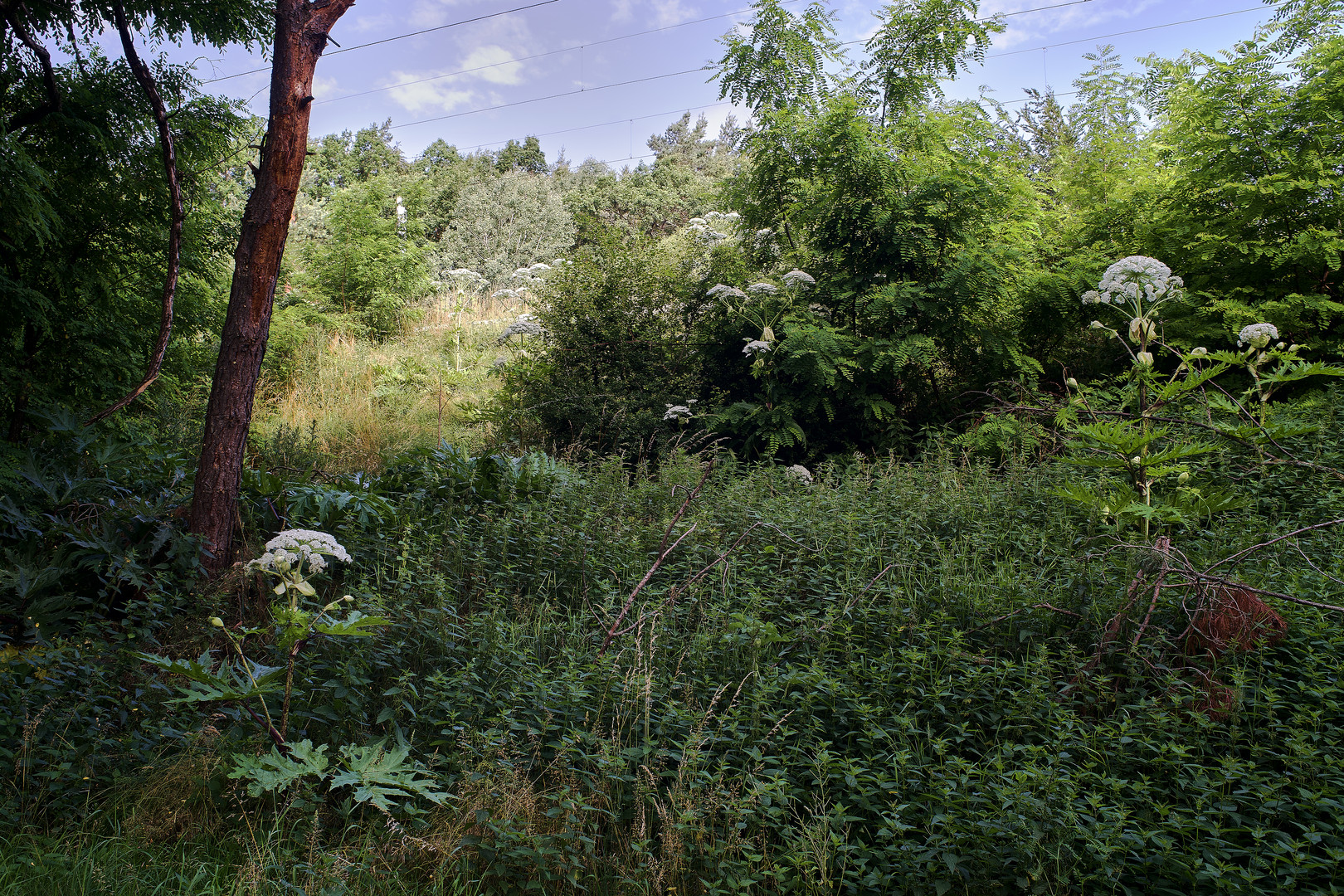 Der Riesenbärenklau (Heracleum mantegazzianum)