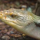 Der Riesenblauzungenskink oder Neuguinea-Riesenblauzungenskink (Tiliqua gigas)