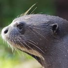 Der Riesenotter