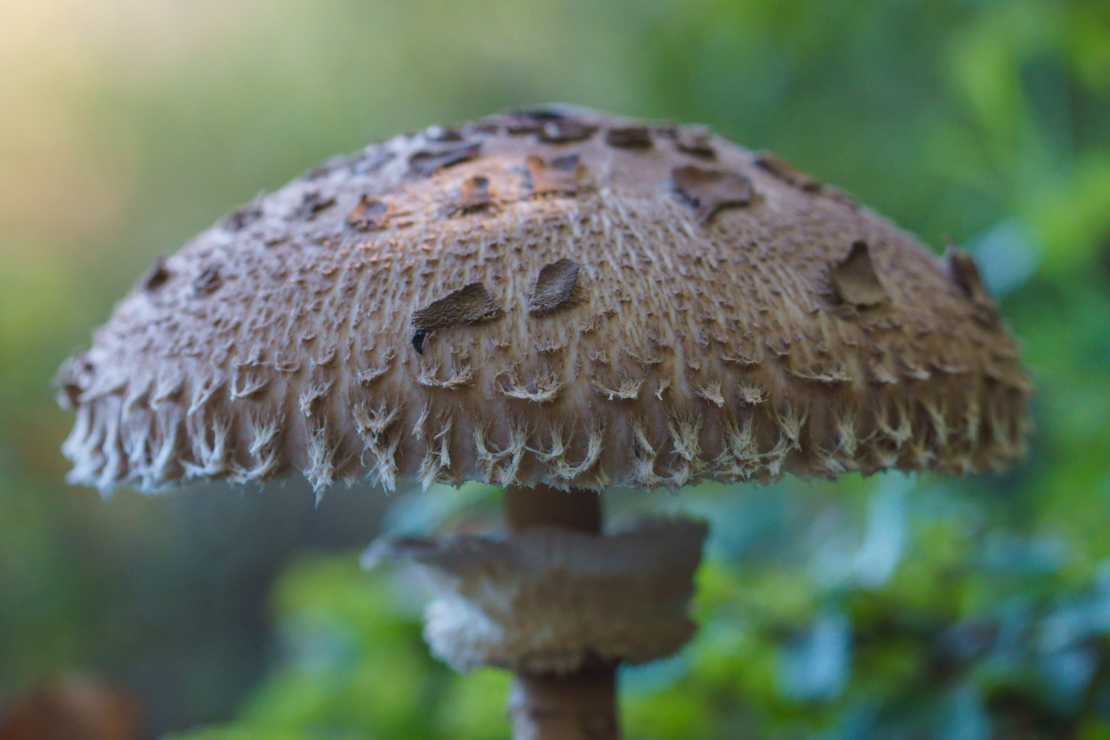 Der Riesenschirm eines Parasols