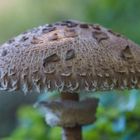 Der Riesenschirm eines Parasols