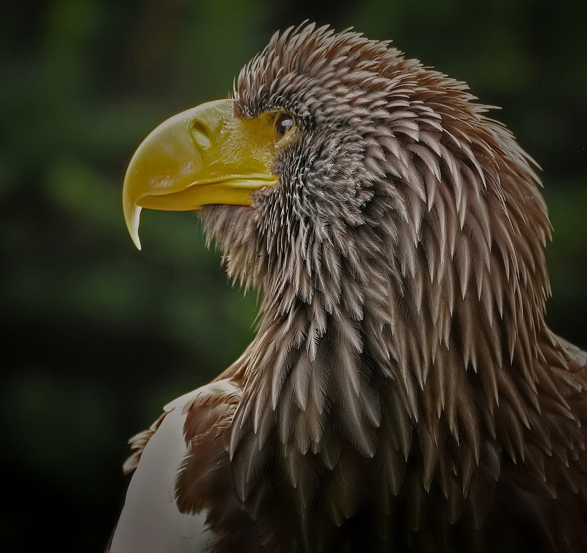 der Riesenseeadler