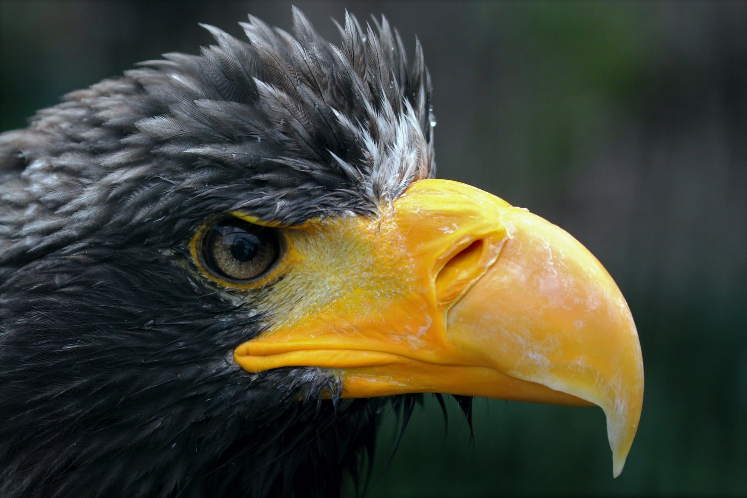 Der Riesenseeadler