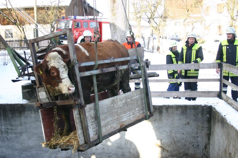 Der Rindviehaufzug