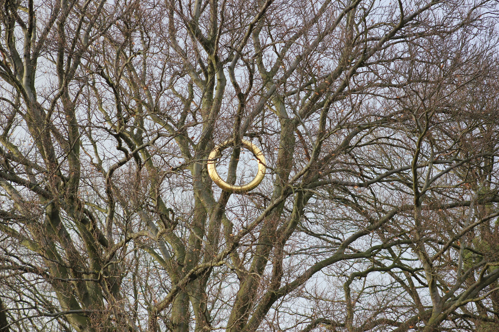 Der Ring im Baum
