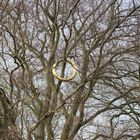 Der Ring im Baum