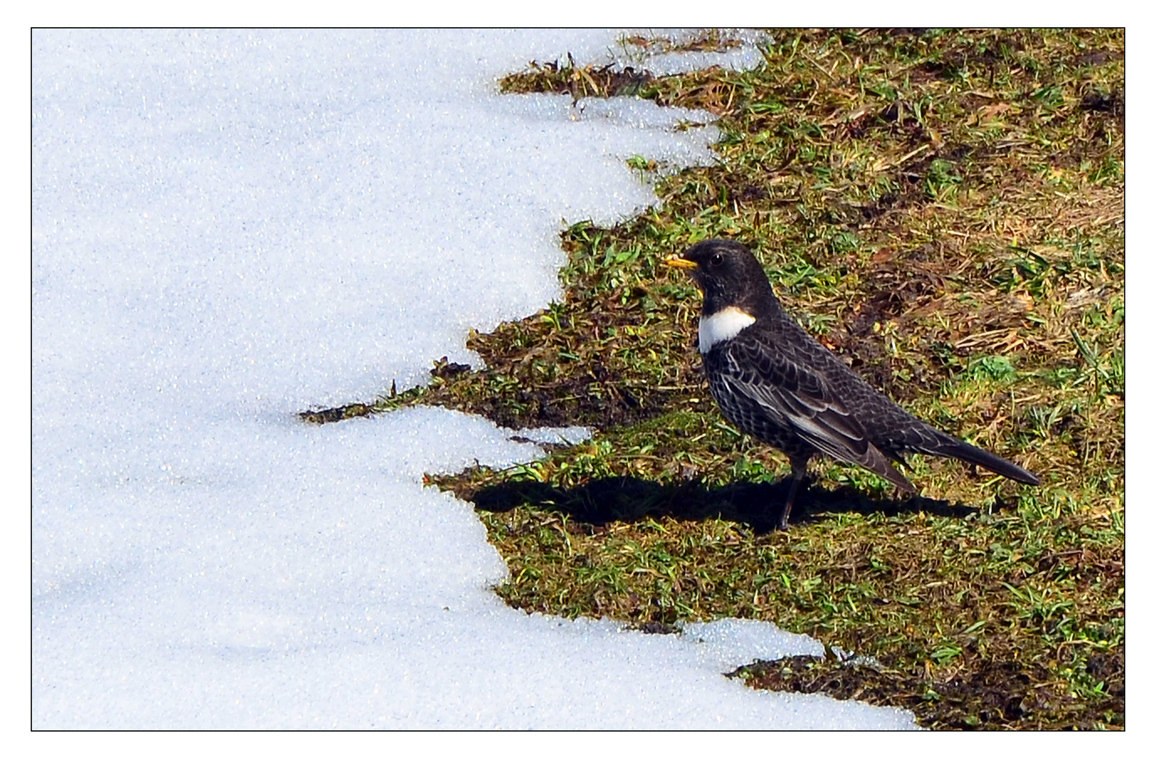 Der Ringamsel rauhes Flötenlied verzaubert uns an der Baumgrenze. Die Ringamsel, Turdus torquatus