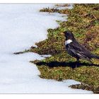 Der Ringamsel rauhes Flötenlied verzaubert uns an der Baumgrenze. Die Ringamsel, Turdus torquatus