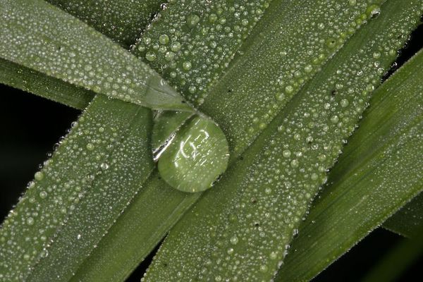 Der Ringblitz, das Makro und der Tau