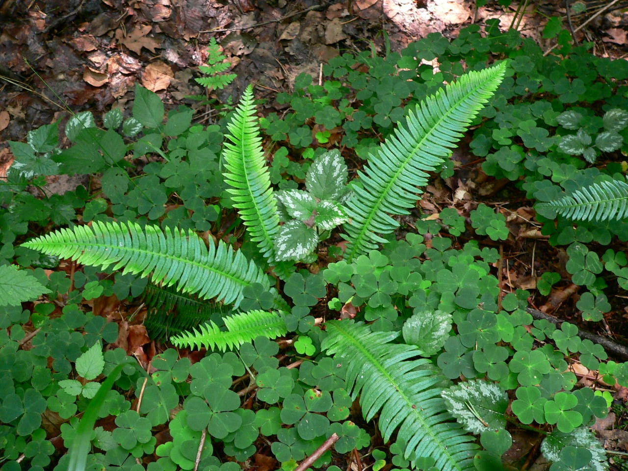 Der Rippenfarn (Blechnum spicant)