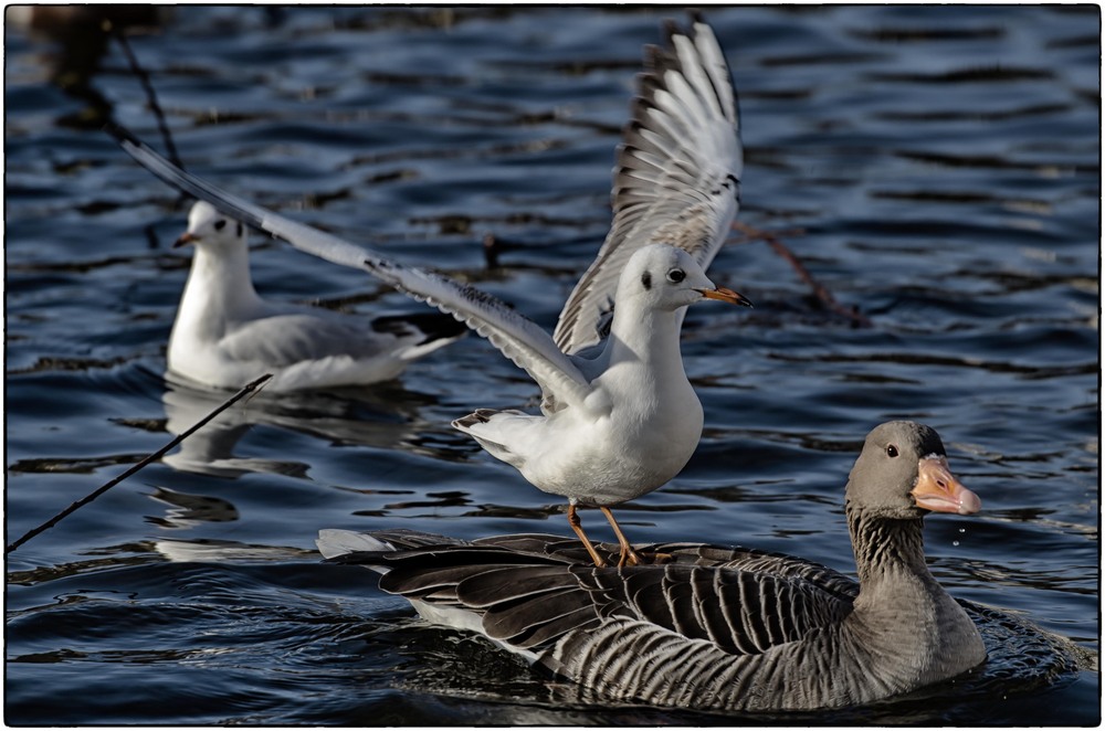 Der Ritt auf der Gans