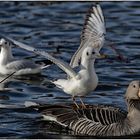 Der Ritt auf der Gans