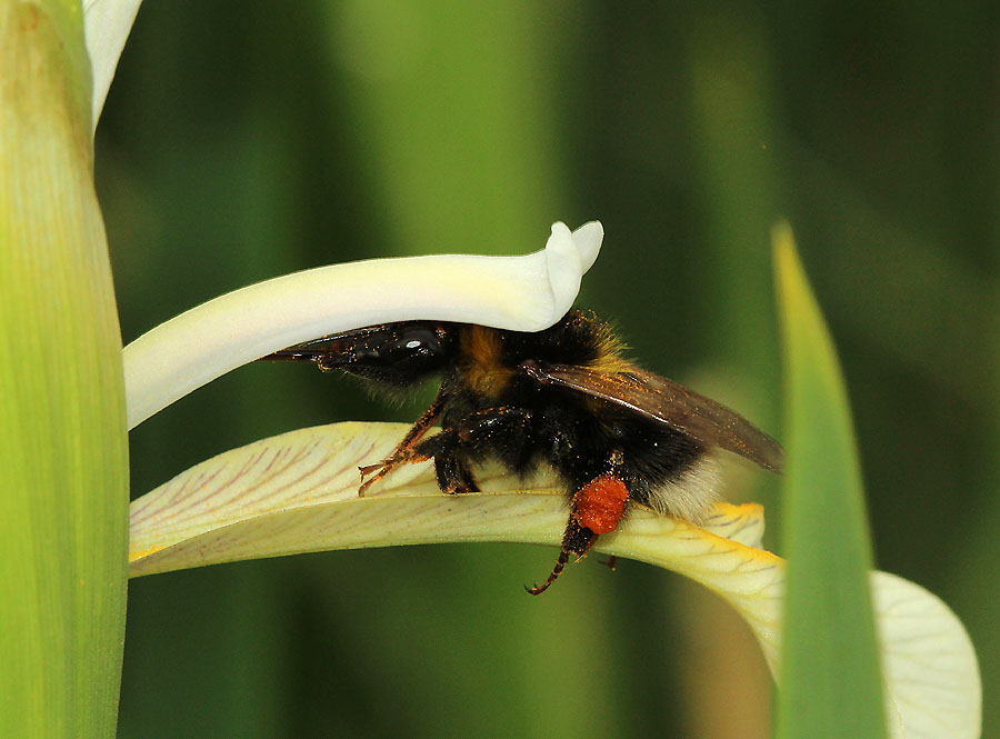 Der Ritt auf der Iris