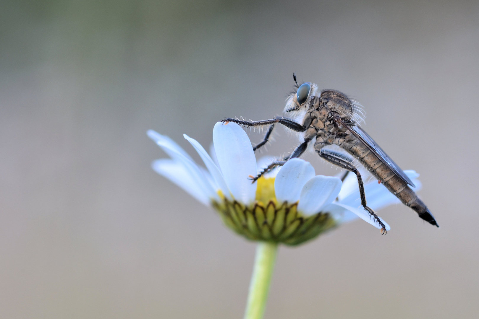 Der Ritt auf der Margerite.