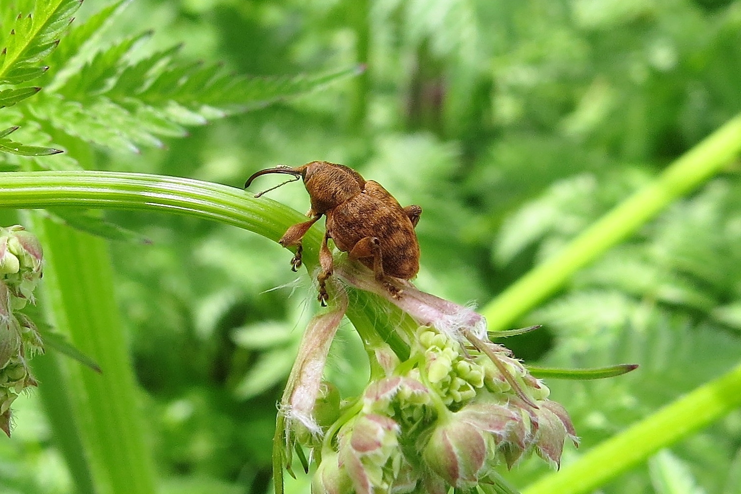 Der Ritt auf Wiesenkerbel