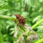 Der Ritt auf Wiesenkerbel