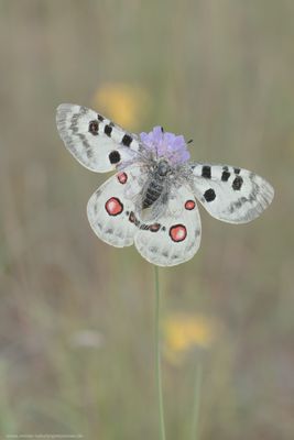 Der Ritter der Lüfte...