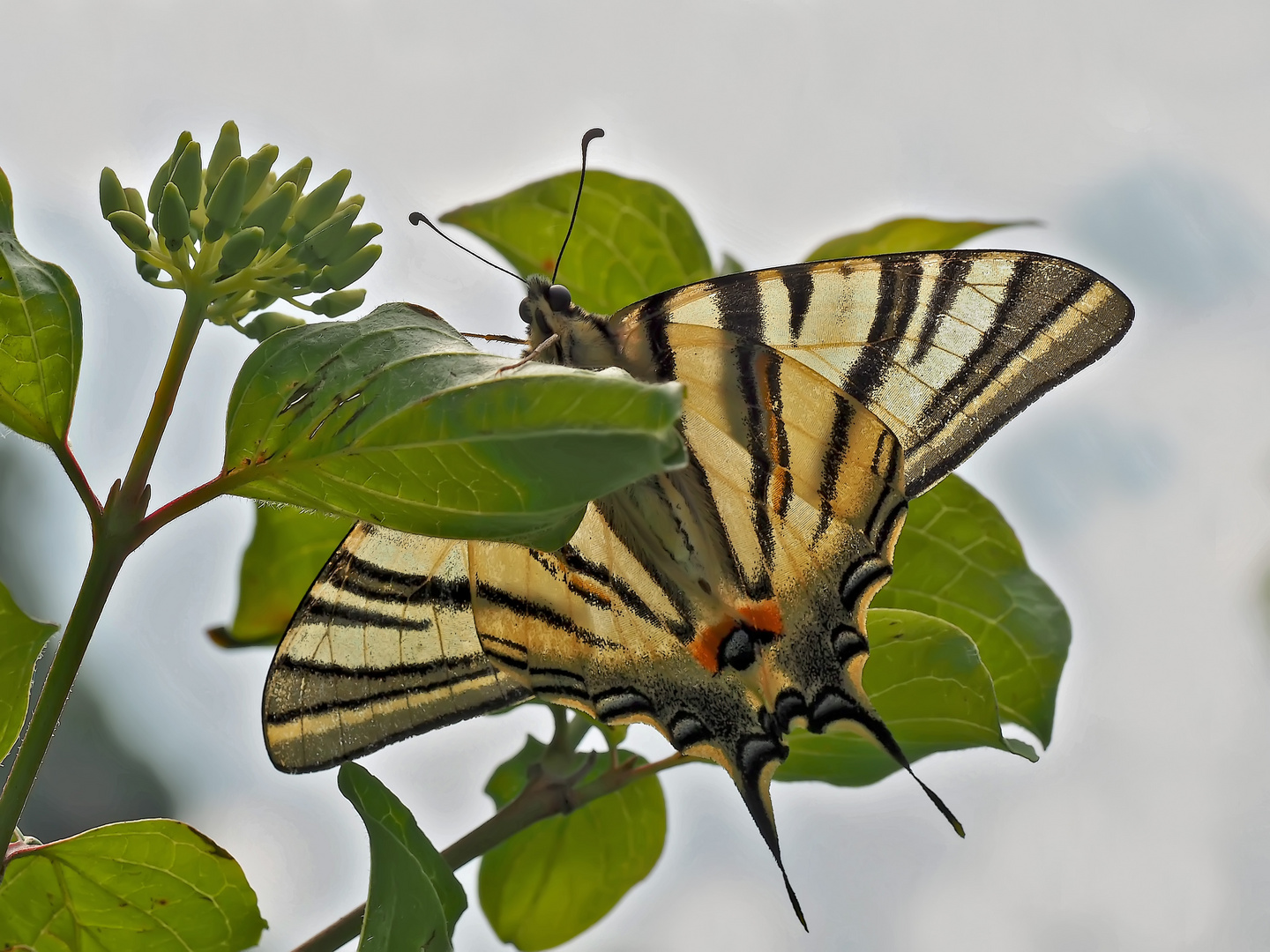 Der ritterliche Segelfalter (Iphiclides podalirius) 1. und 2. Foto. - Le Flambé.