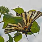 Der ritterliche Segelfalter (Iphiclides podalirius) 1. und 2. Foto. - Le Flambé.