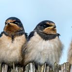 der roadrunner-fanclub ;-)