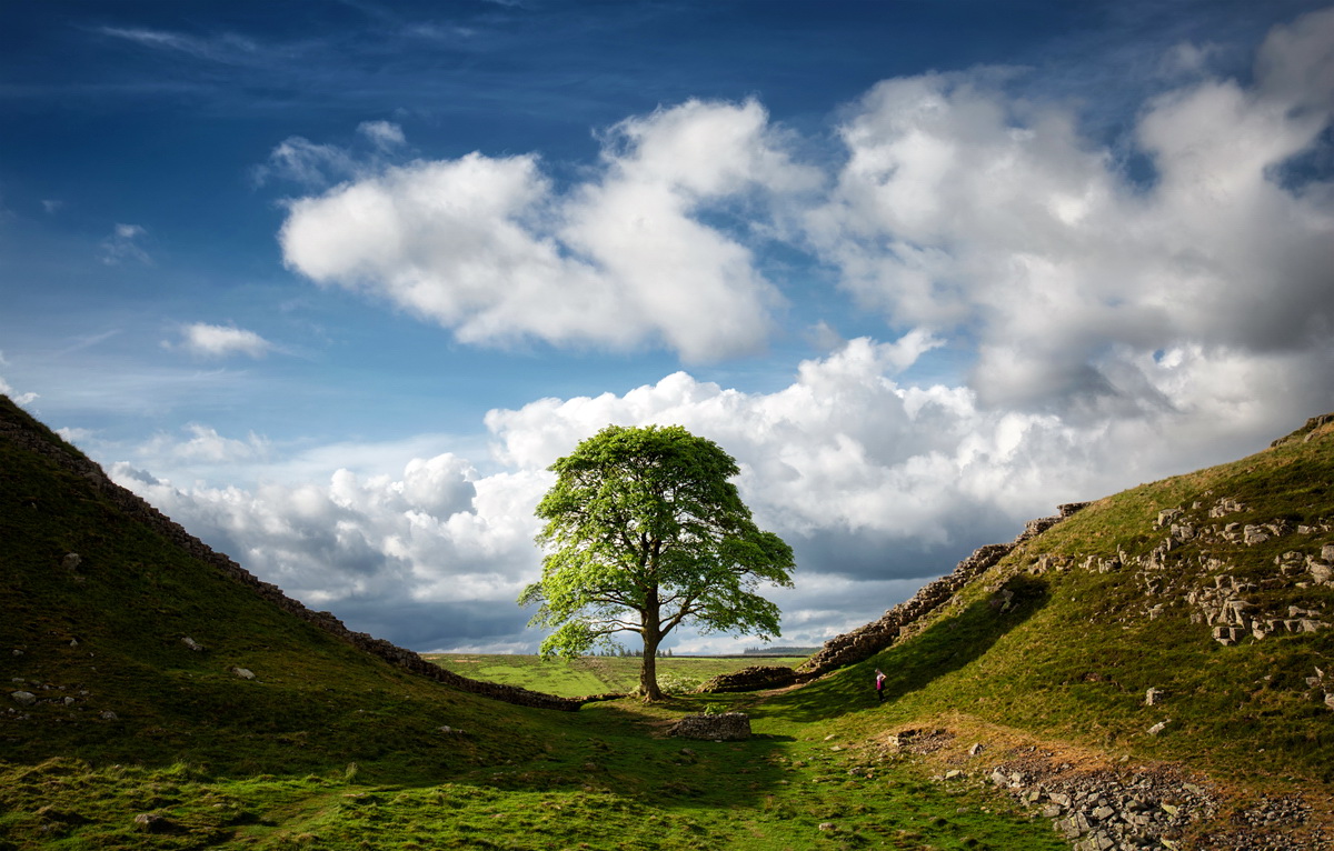 der Robin Hood Baum Foto & Bild | europe, united kingdom & ireland