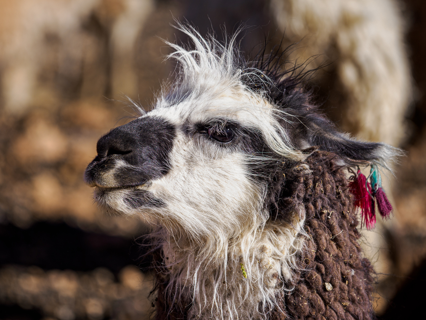 der Rocker unter den Lamas