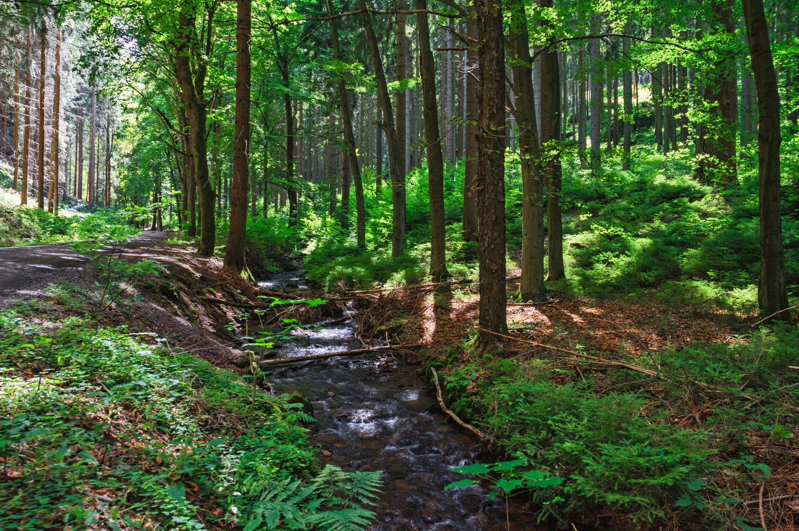 Der Rodebach - Sommer am Bachlauf im Thüringer Wald