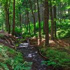 Der Rodebach - Sommer am Bachlauf im Thüringer Wald