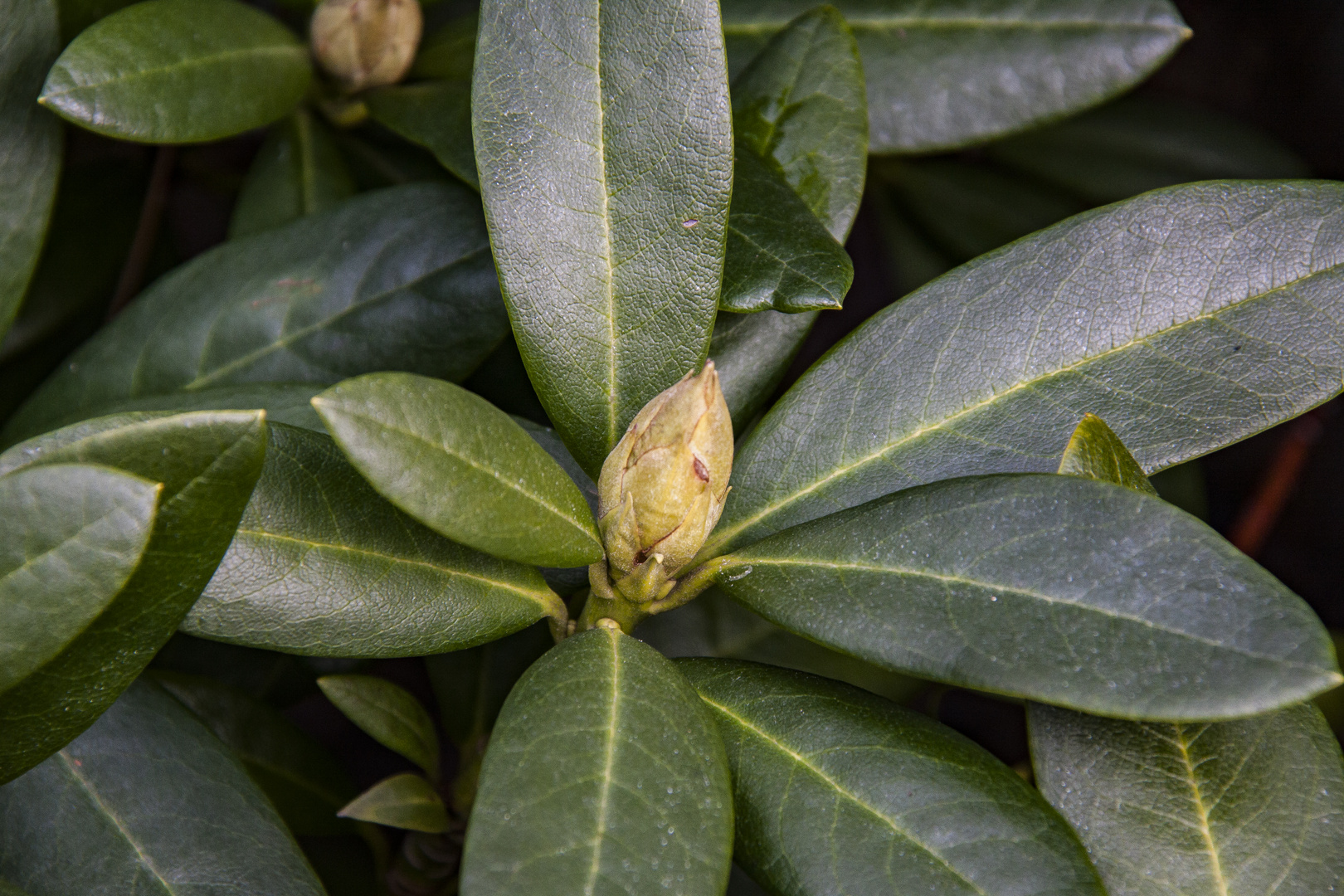 Der Rododendron zeigt sich auch schon.