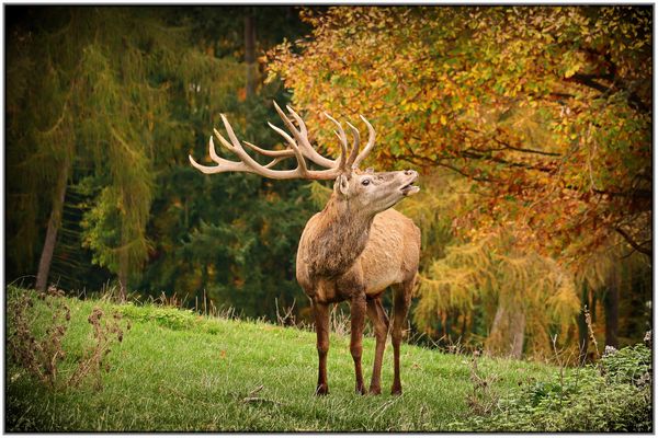 ... der Röhrende ...