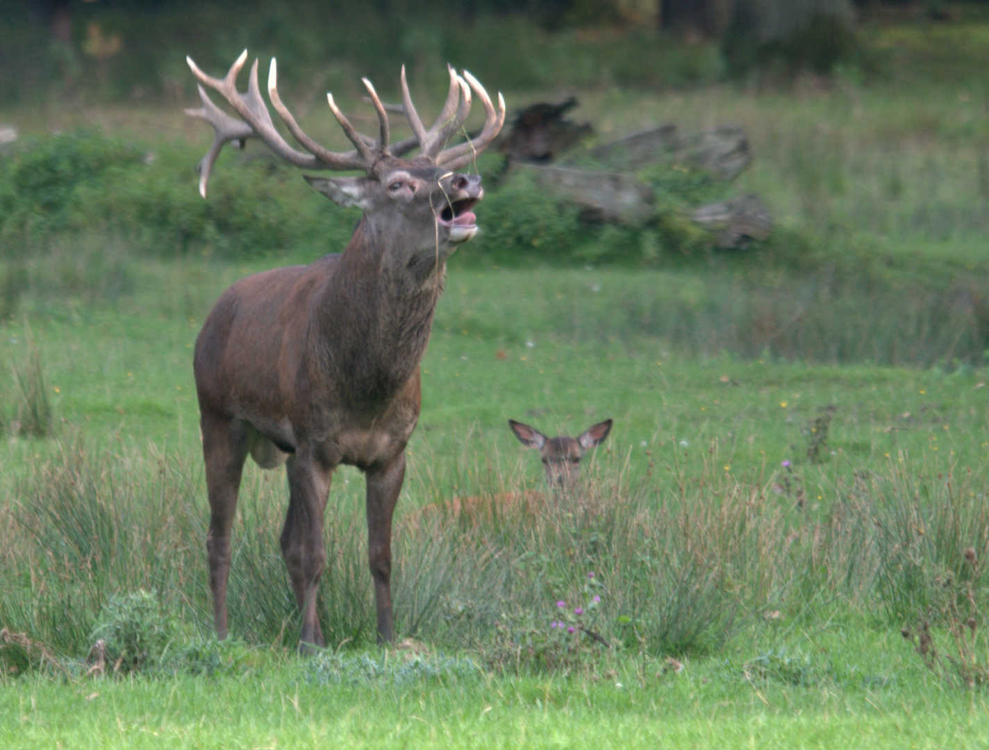 Der röhrende Hirsch...