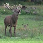 Der röhrende Hirsch...