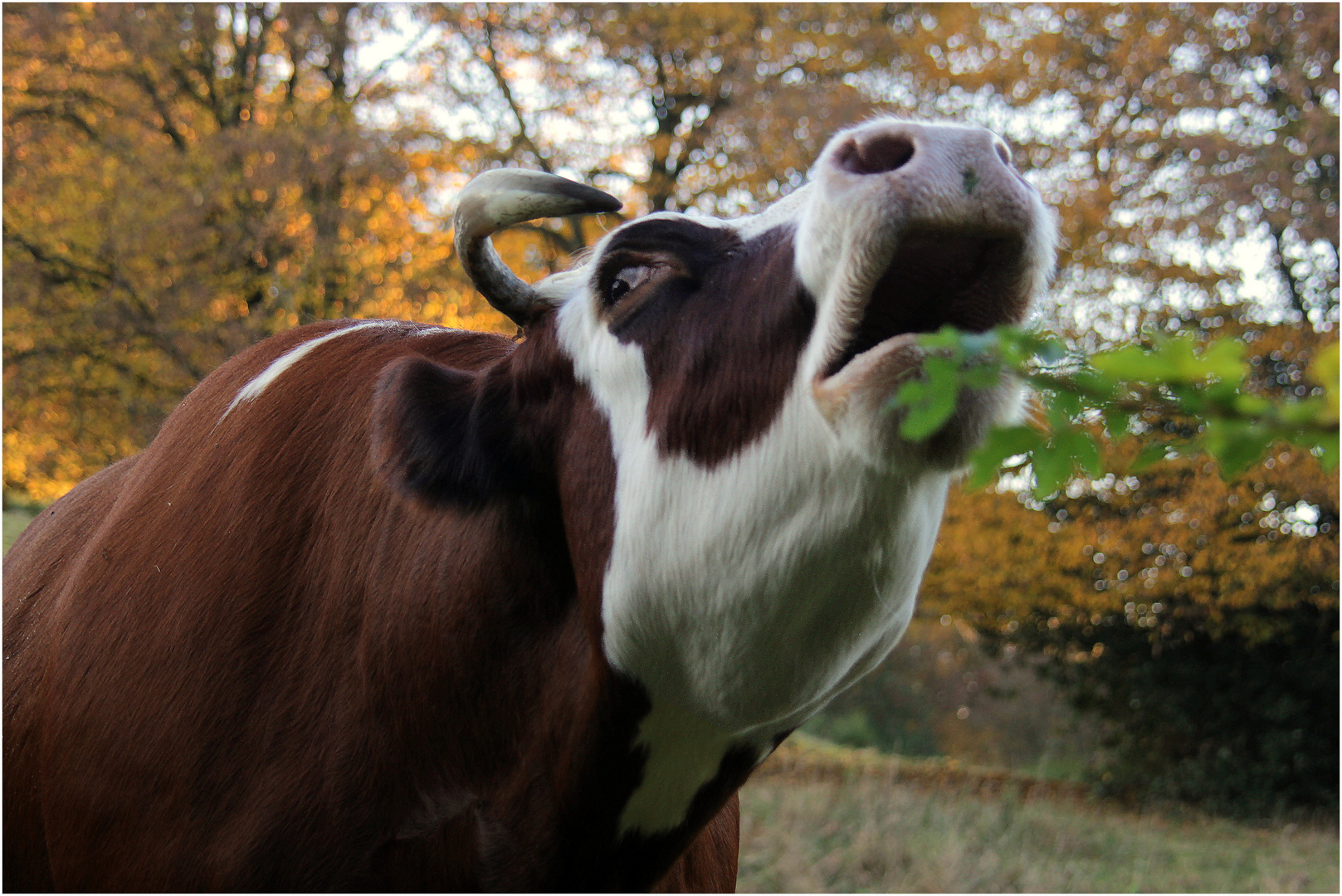 Der röhrende Hirsch...