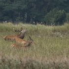 Der röhrende Hirsch