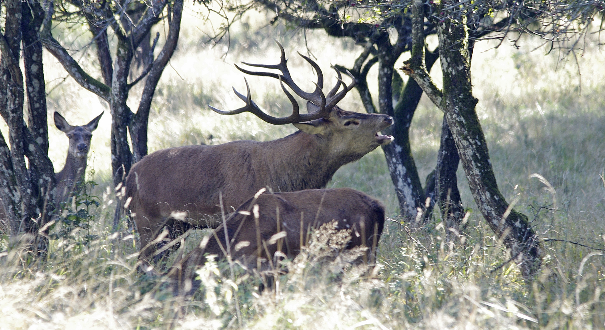 Der röhrende Hirsch