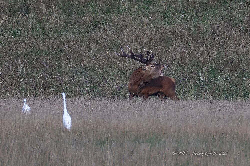 Der röhrende Hirsch - Meck-Pomm - wildlife