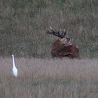 Der röhrende Hirsch - Meck-Pomm - wildlife