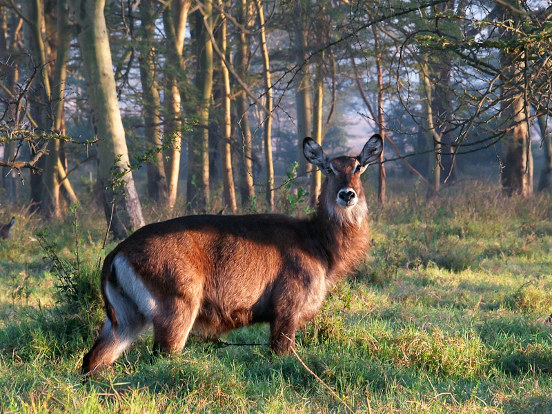 Der röhrende Wasserbock