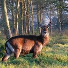 Der röhrende Wasserbock