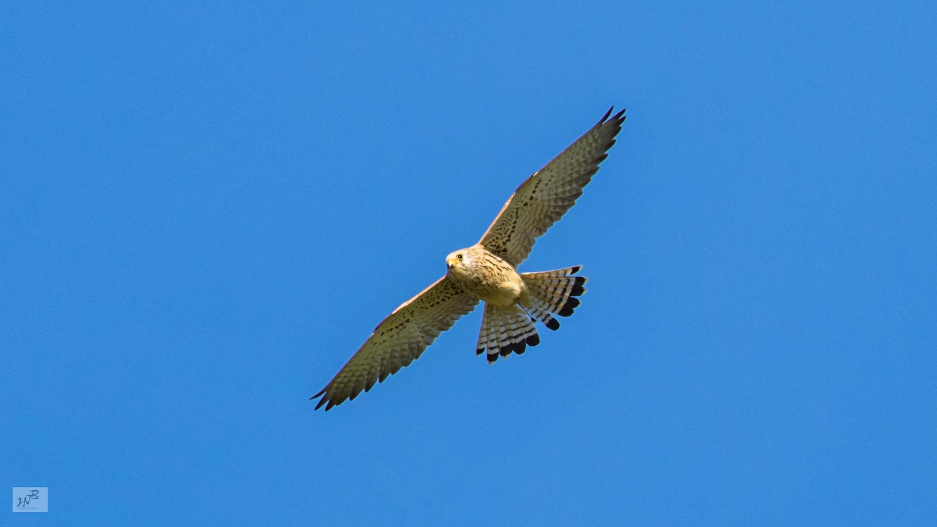 Der Rötelfalke (Falco naumanni)