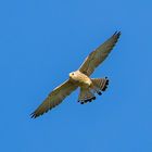 Der Rötelfalke (Falco naumanni)