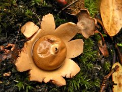 Der Rötende Erdstern, Geastrum rufescens (3)