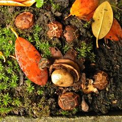 Der Rötende Erdstern - Geastrum rufescens (Bild 8)