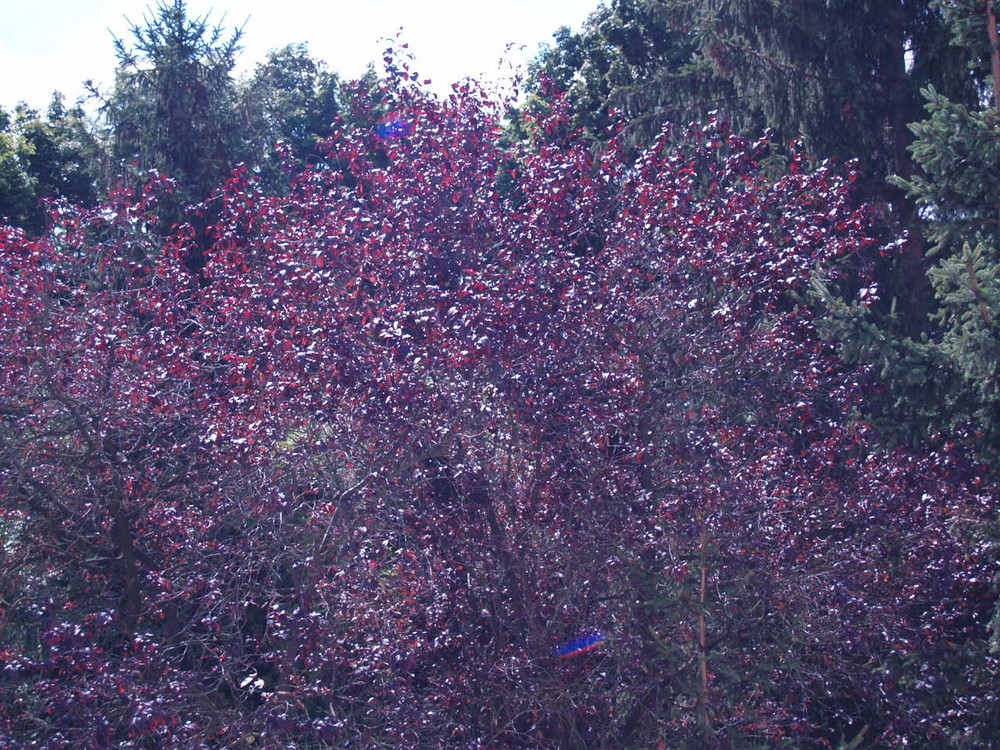 der rötliche baum