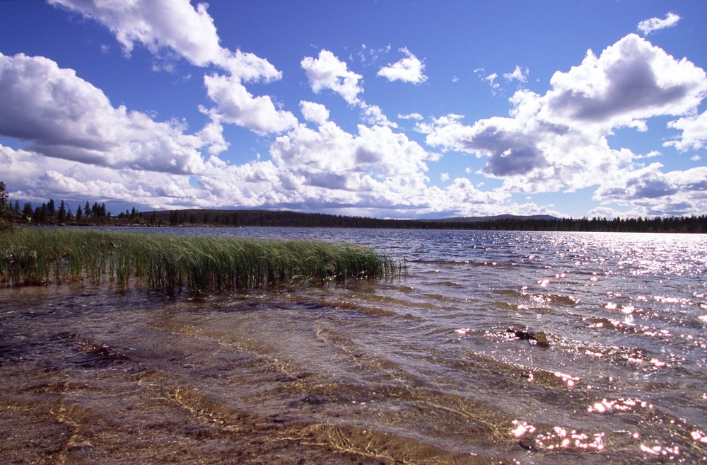 Der Rogen in Schweden