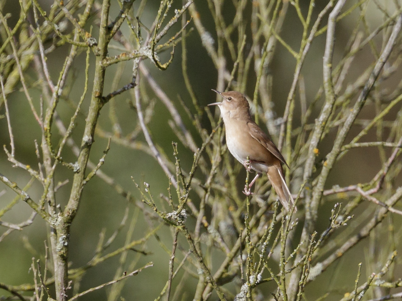 Der Rohrschwirl (Locustella luscinioides)