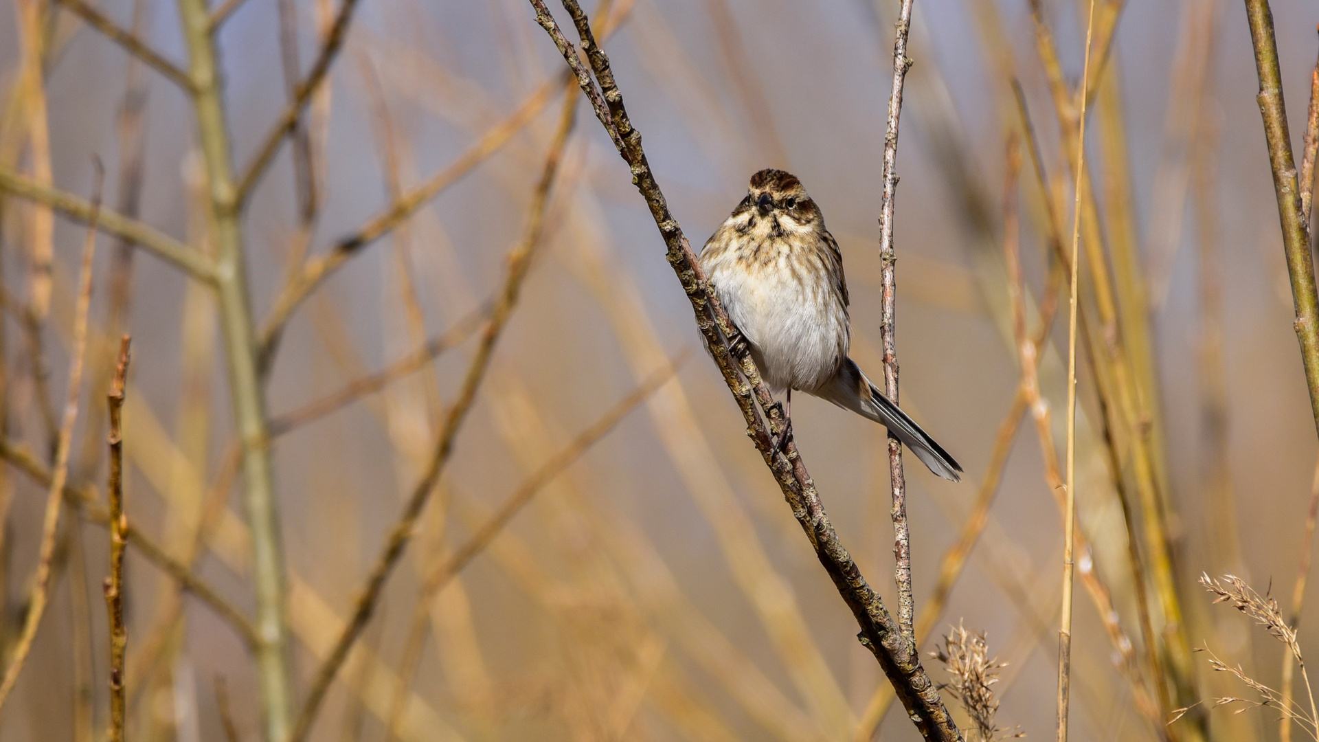 Der Rohrspatz