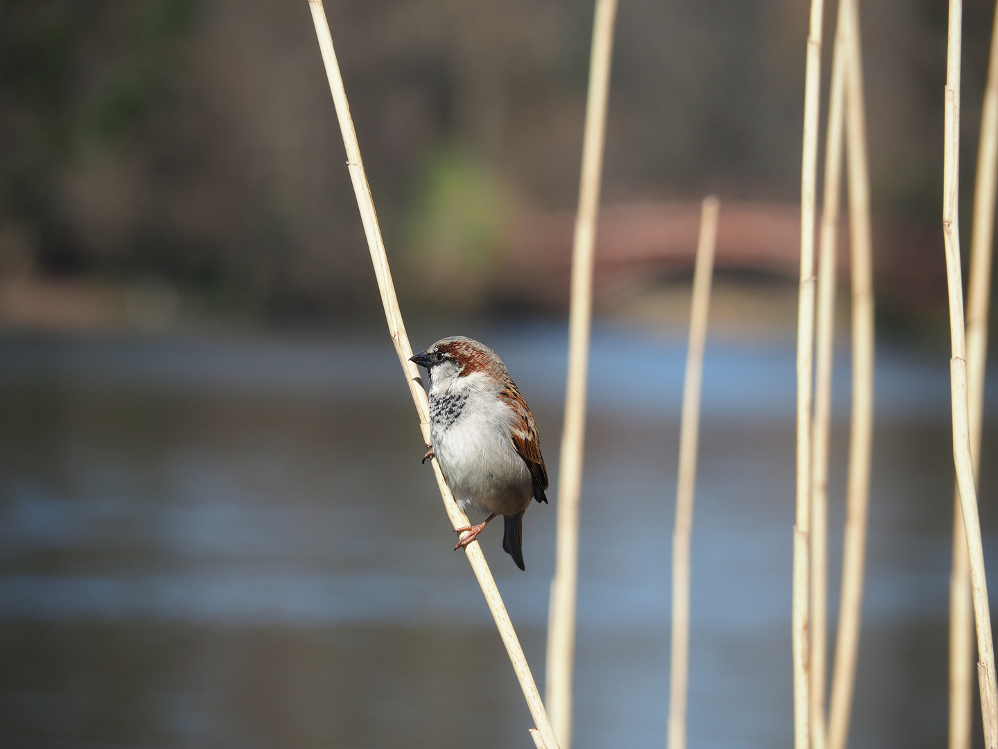 der Rohrspatz